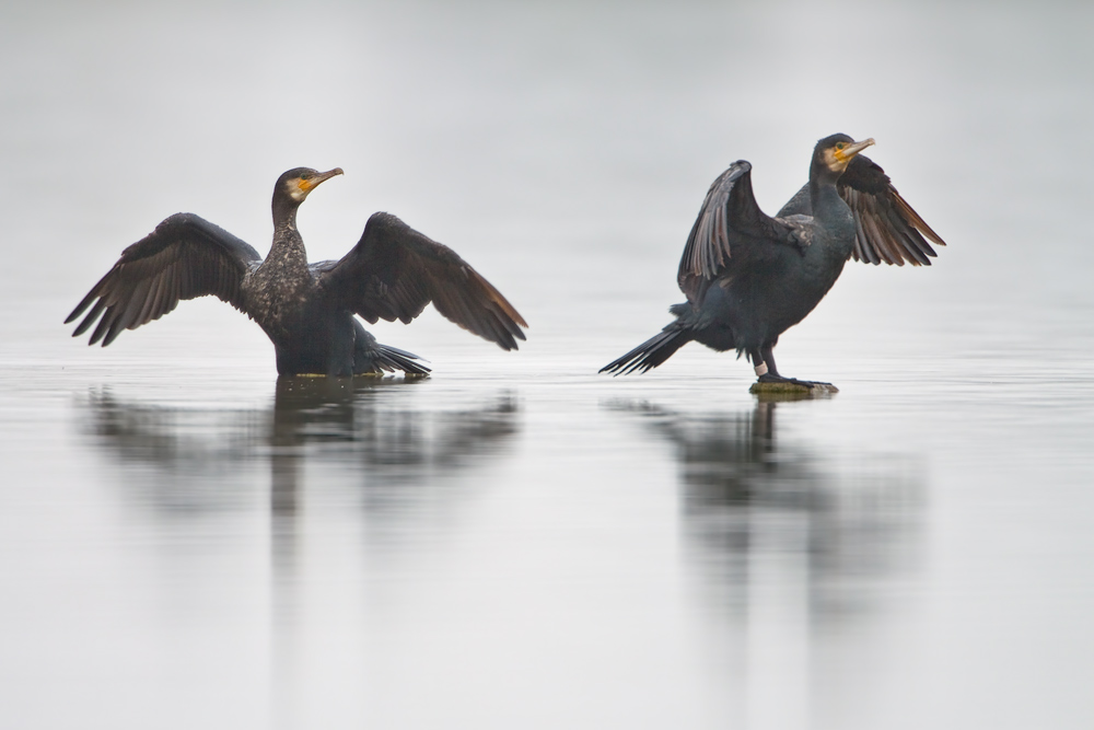 kormoran