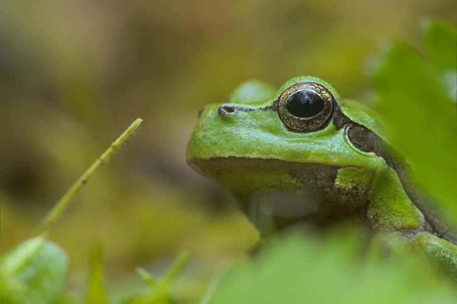 laubfrosch